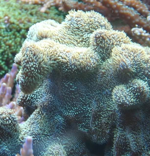 Prop Free/Trade/Sell Thread - Page 4 - Reef Central Online
