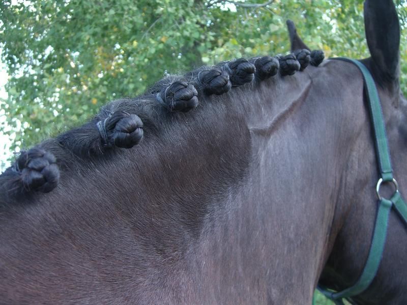 Dressage Button Braids