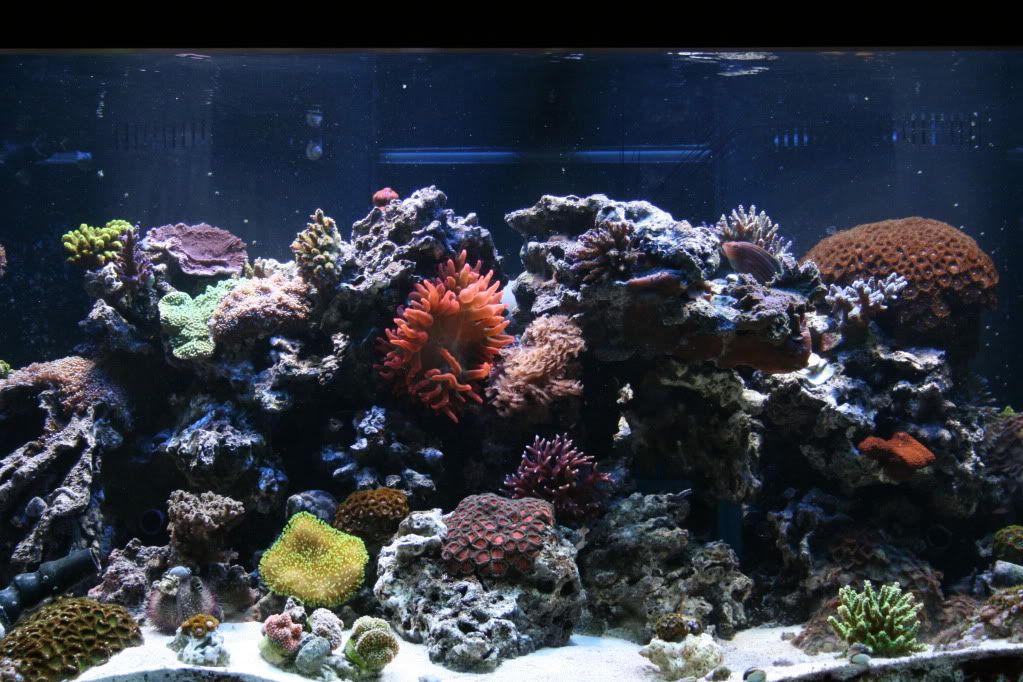Picture264 - Member's Official Full Tank Shot Thread