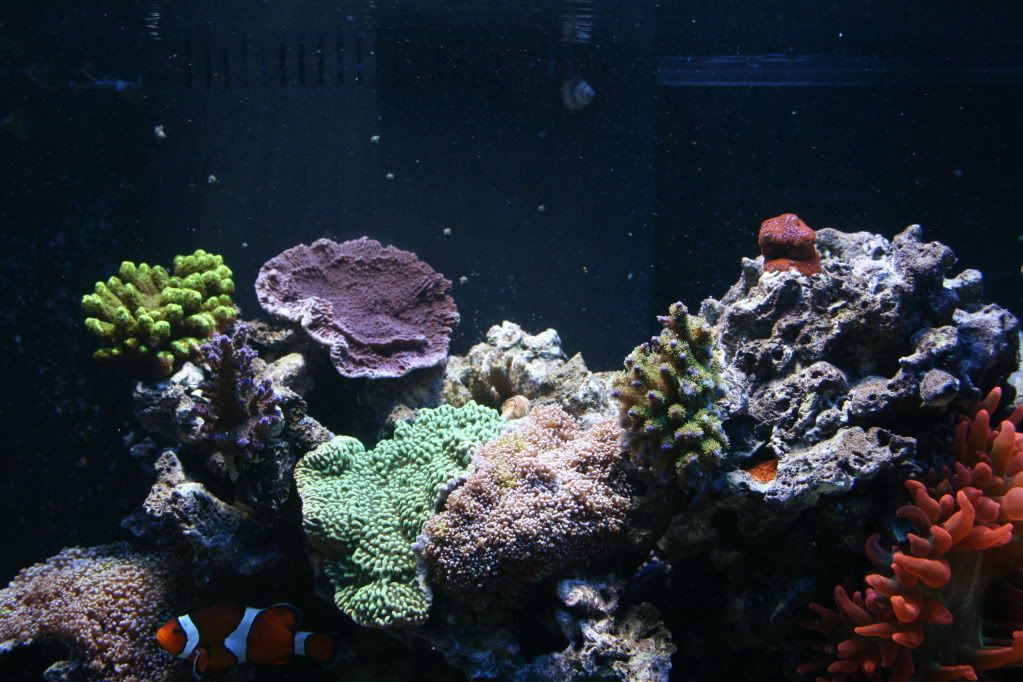 Picture276 - Tankster's 120g reef