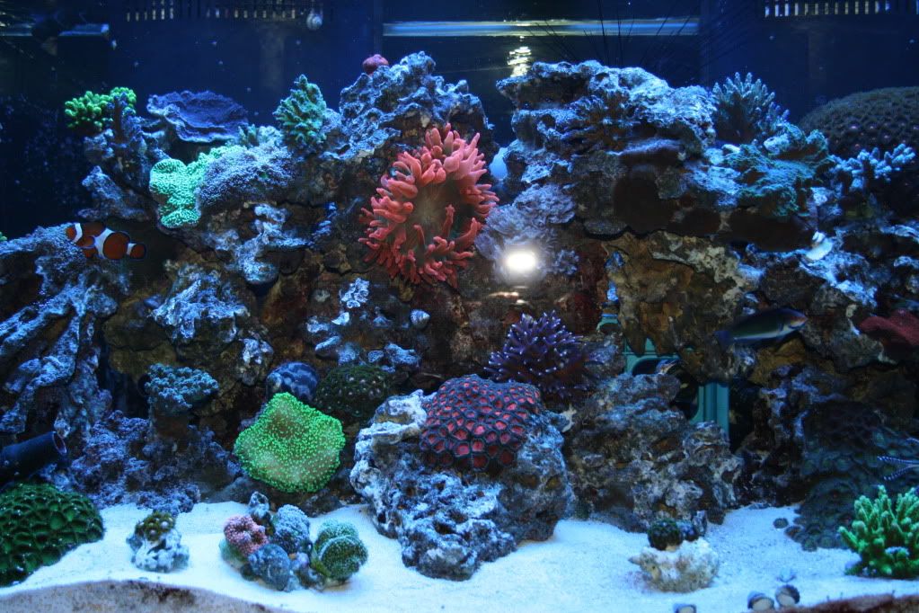 Picture281 - Tankster's 120g reef