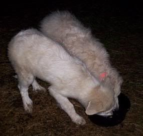 Pictures of my LGD Pups. - Goats