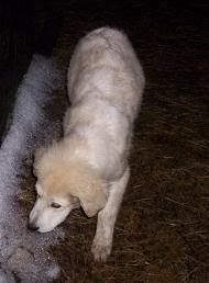 Pictures of my LGD Pups. - Goats