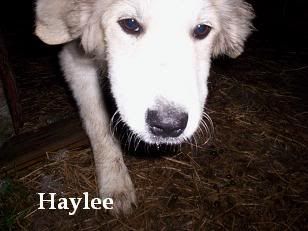 Pictures of my LGD Pups. - Goats