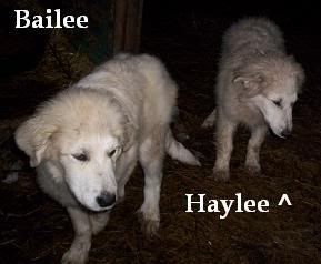 Pictures of my LGD Pups. - Goats