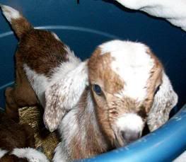 Done with kidding. *pics* - Goats