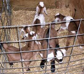 Done with kidding. *pics* - Goats