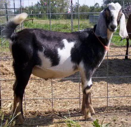 Critique My Buck Please - Goats