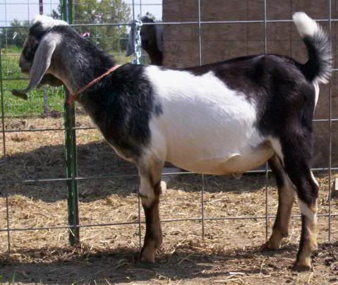 Critique My Buck Please - Goats