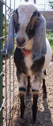 Critique My Buck Please - Goats