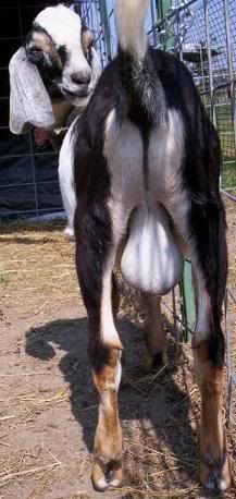 Critique My Buck Please - Goats