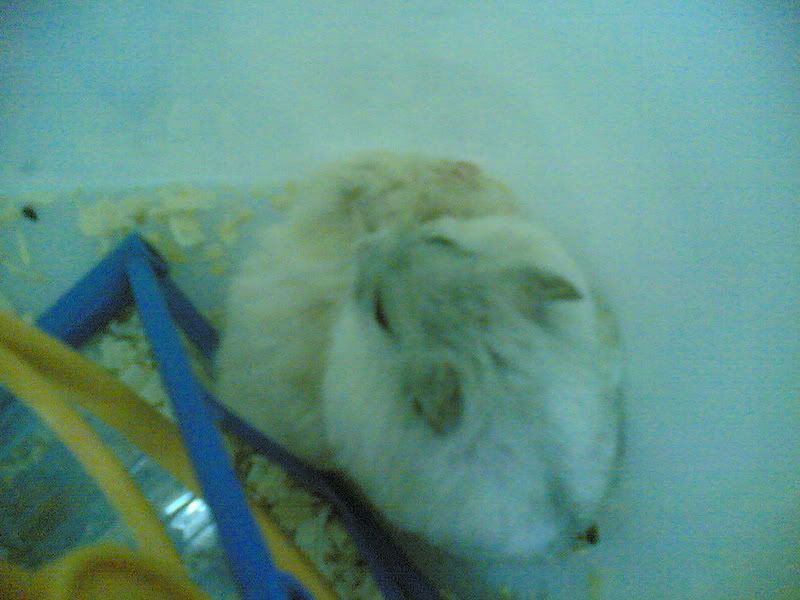 HỘI HAMSTER - HAMSTER CLUB - 1