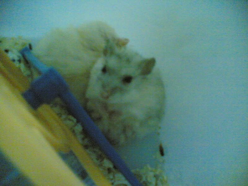 HỘI HAMSTER - HAMSTER CLUB - 2