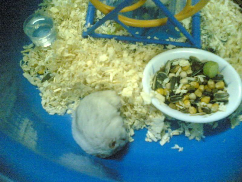HỘI HAMSTER - HAMSTER CLUB - 3