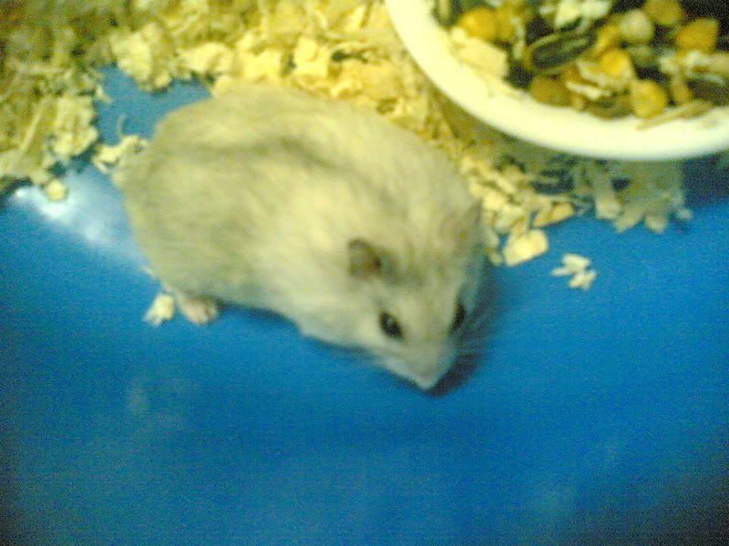 HỘI HAMSTER - HAMSTER CLUB - 4