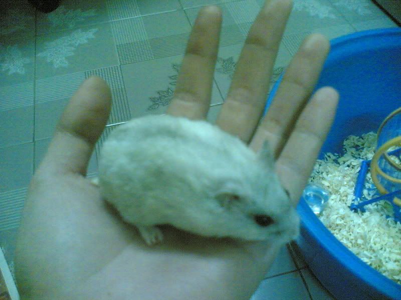 HỘI HAMSTER - HAMSTER CLUB