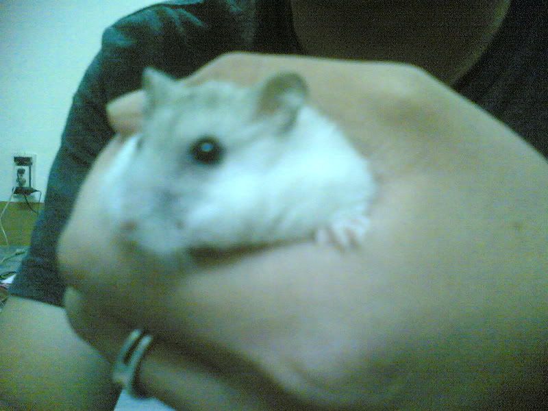 HỘI HAMSTER - HAMSTER CLUB - 2