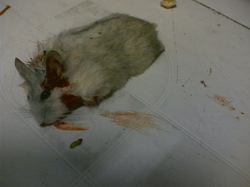 HỘI HAMSTER - HAMSTER CLUB