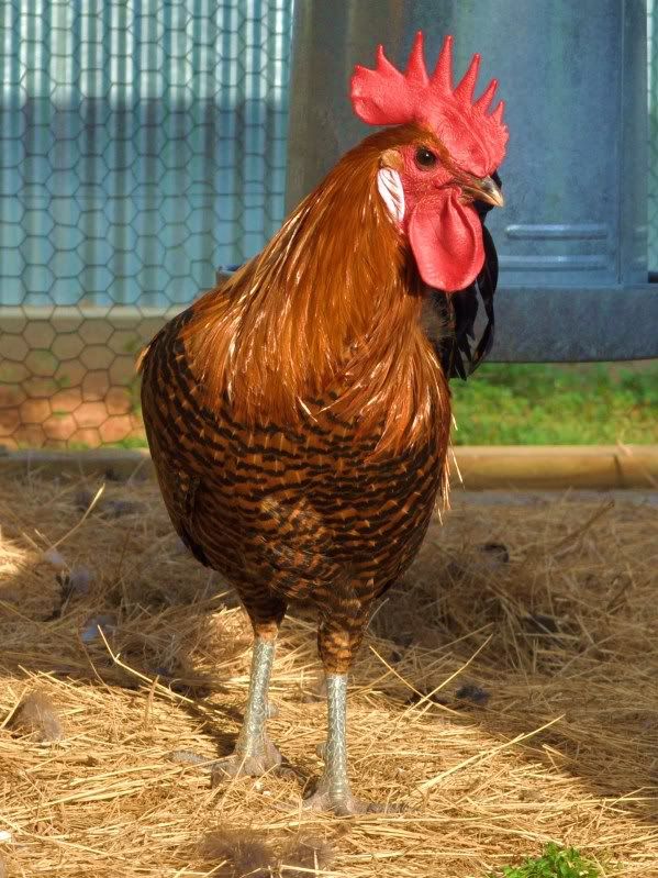 Zebra Chicken BackYard Chickens Learn How to Raise Chickens