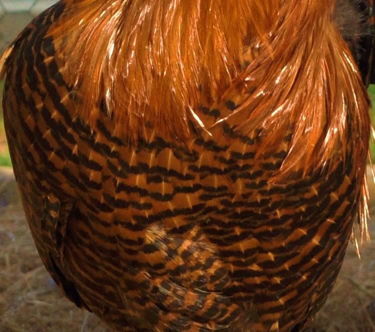 Zebra Chicken