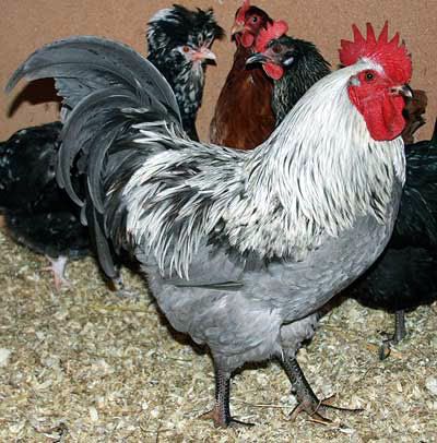 This is a blue isbar rooster.