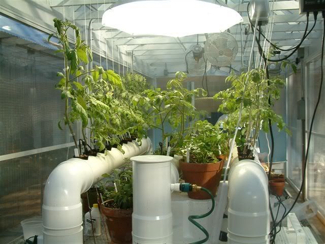 Hydroponic Greenhouse Tomatoes