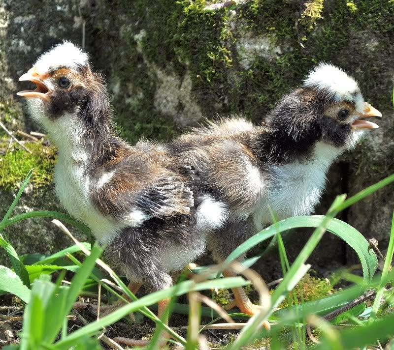 Tolbunt Polish | BackYard Chickens - Learn How To Raise Chickens