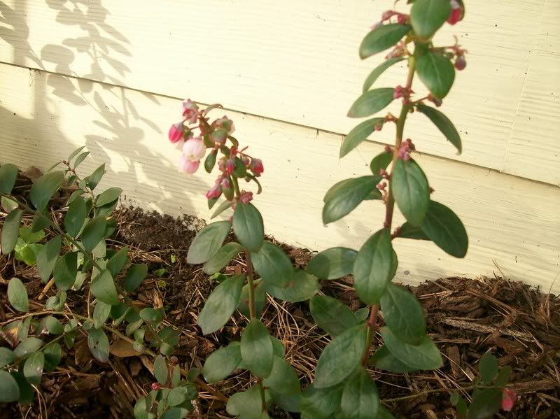 growing blueberries in central TX?