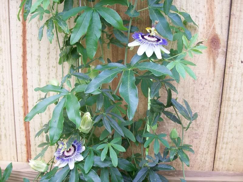 The cheap fishing line trellis )