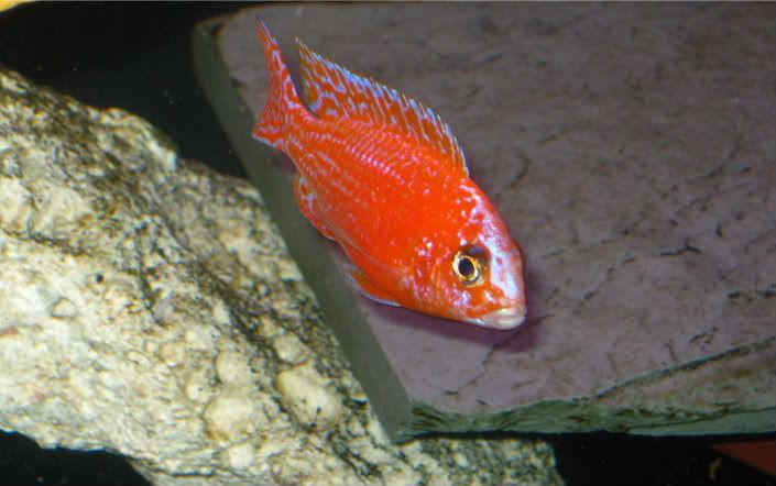 dragon blood cichlid