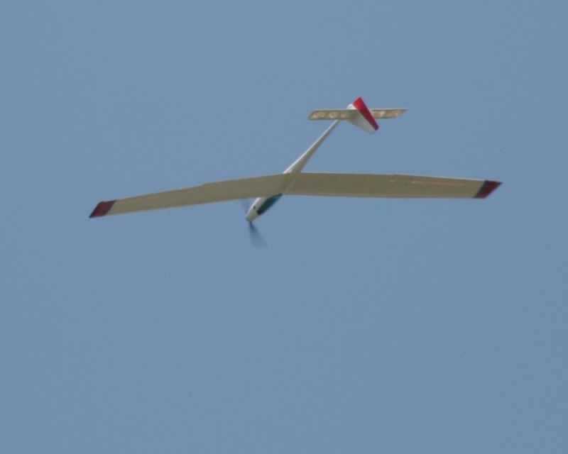 FlamingoLooping1.jpg