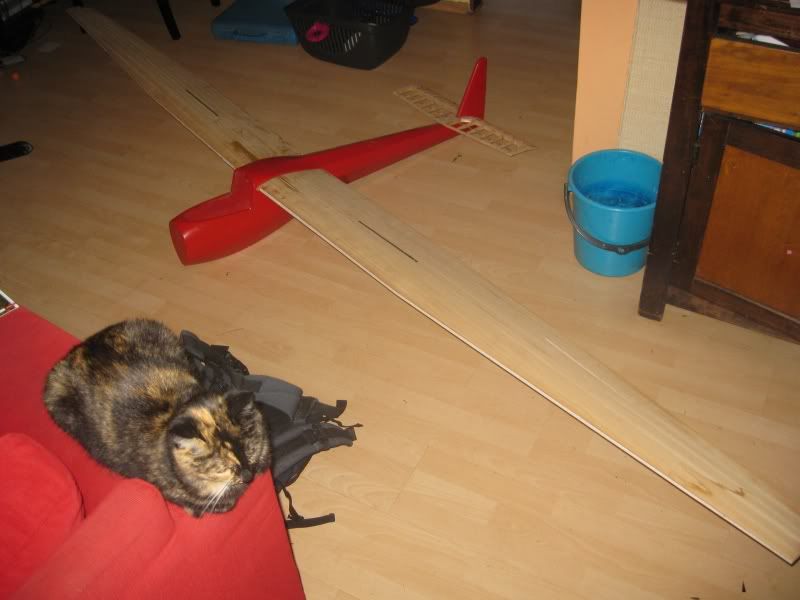 110529_Spatz001.jpg