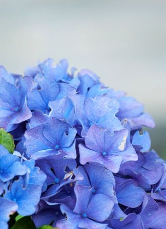 Bloemklein5.jpg