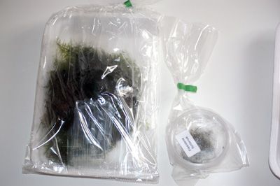 Planten1.jpg