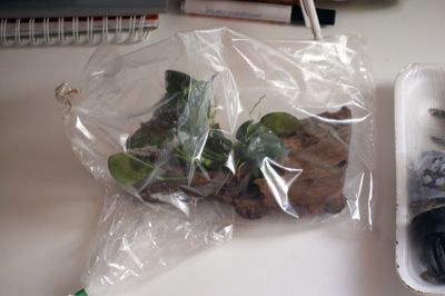 Planten5.jpg