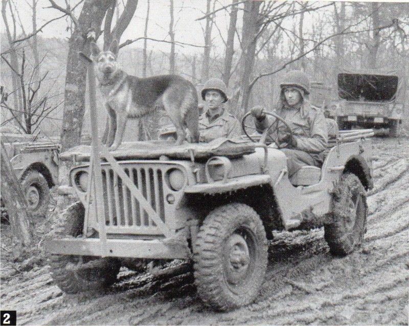 dog%20and%20jeep_zpsnlpo2ayx.jpg