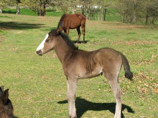 first colt of spring 2009