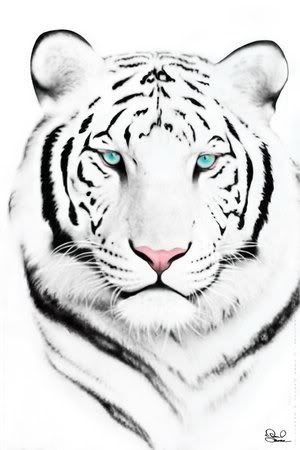 Tattoos White Tigers on White Tiger Tattoos D Under Animal Tattoo Black And White By