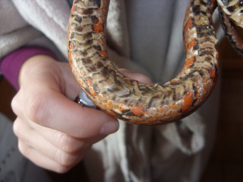 the corn snake forum - bad shed & scale rot