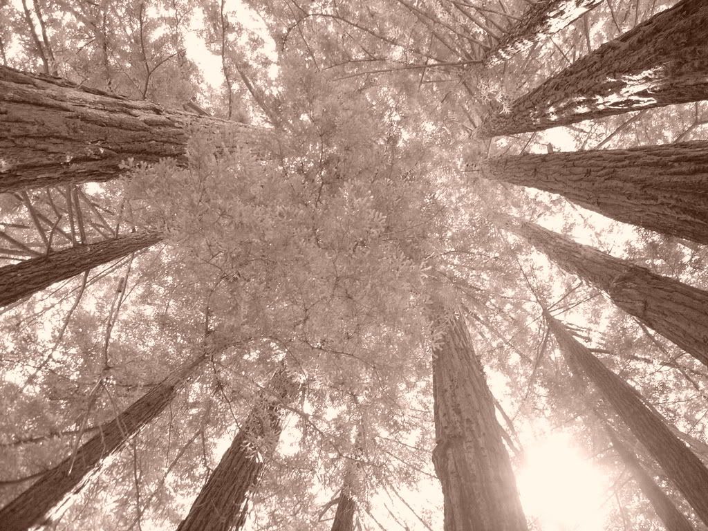 redwoods photo: Redwoods Redwoods.jpg