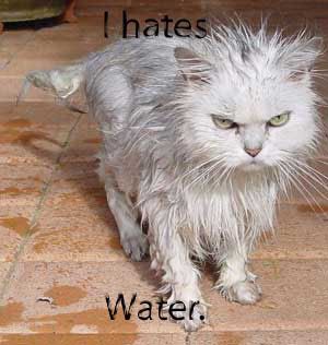 angry_wet_cat.jpg