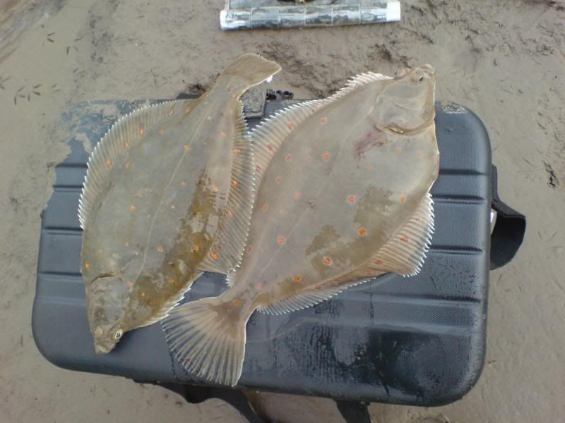 Two cracking Plaice - Late Autumn can thrown up some nice Plaice.