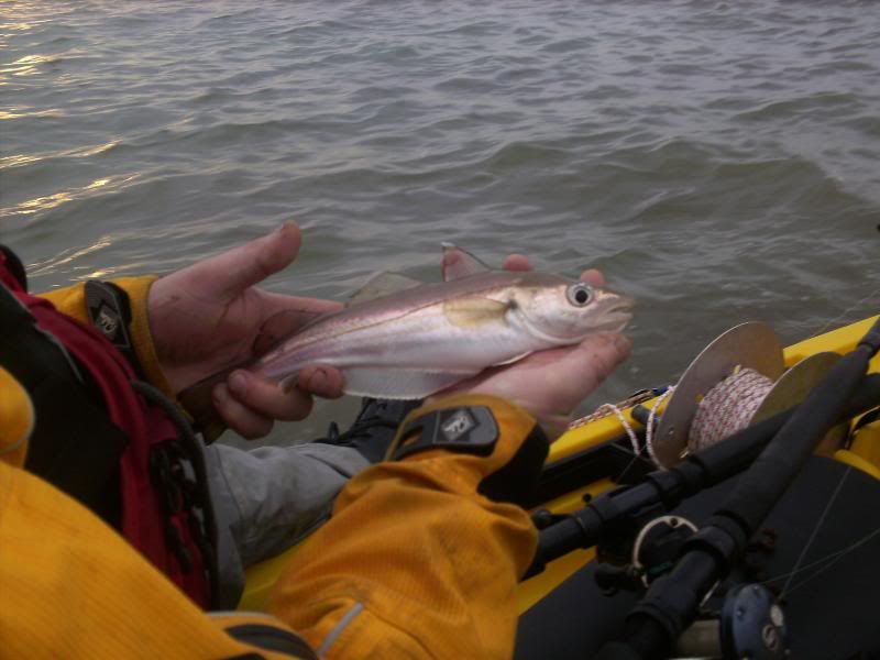 Kayak fishing for cod