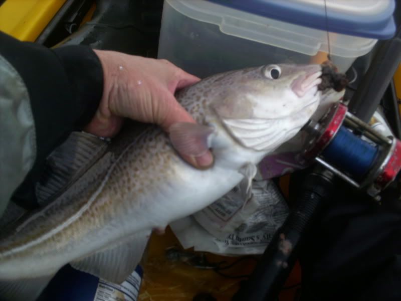 Winter cod fishing