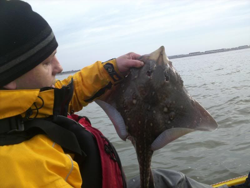 Thornback rays off Blackpool