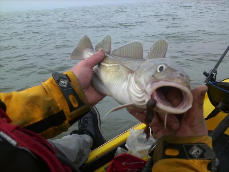 Cod fishing