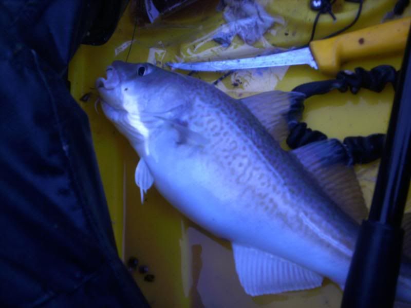 Cod fishing from a kayak