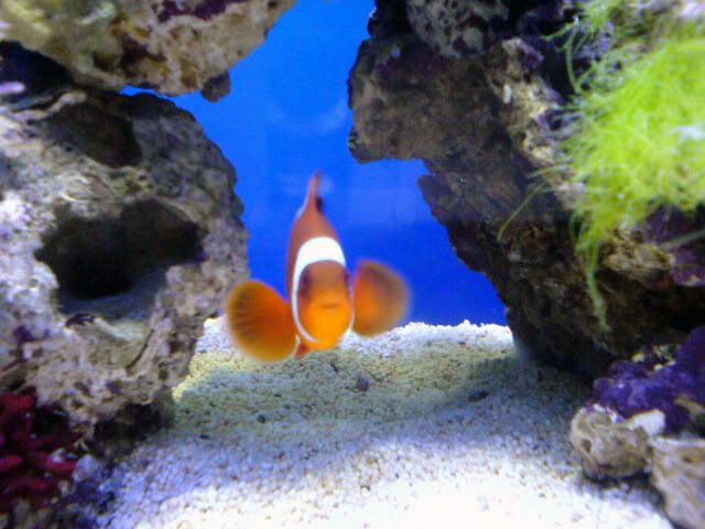 maroonclownfish.jpg