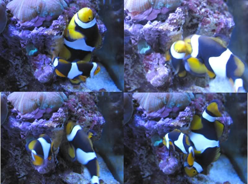 clownfish_laying_eggs.jpg