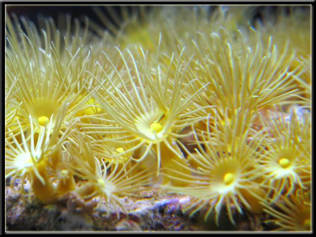 yellowpolyps.jpg